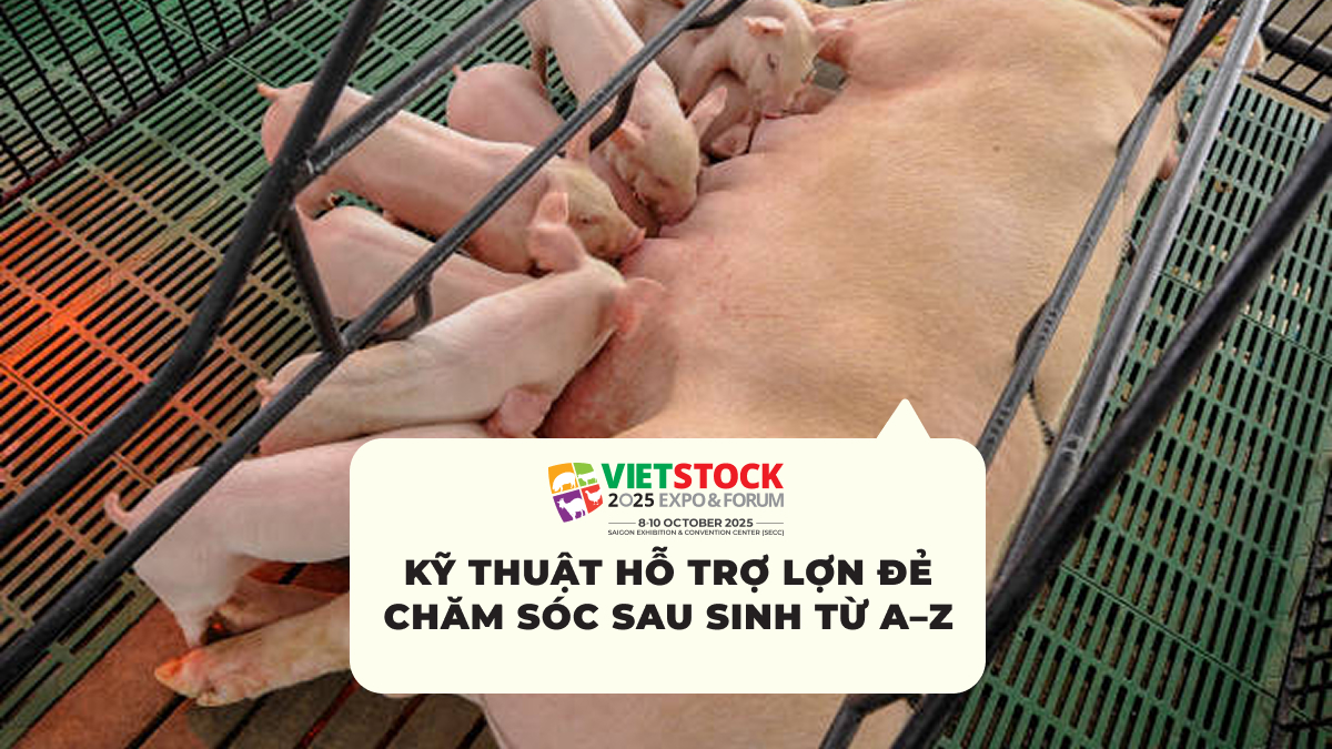 Kỹ Thuật Hỗ Trợ Lợn Đẻ Chăm Sóc Sau Sinh Từ A–Z